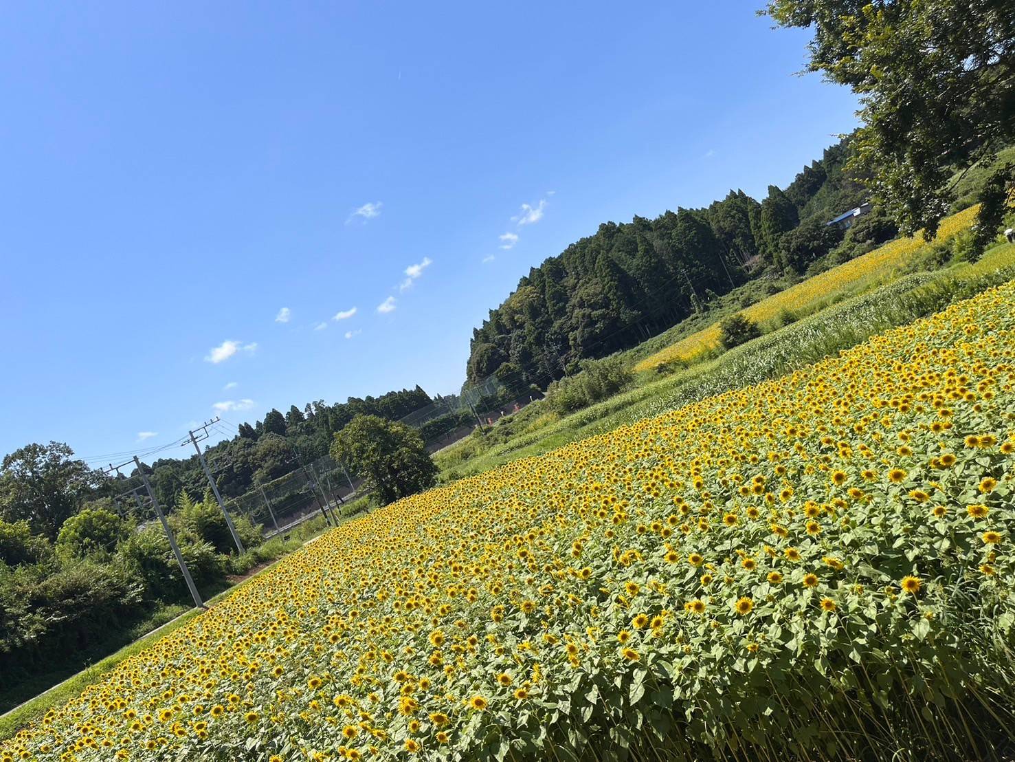 ～千葉の魅力～🌻🌻🌻ひまわり畑🌻🌻🌻