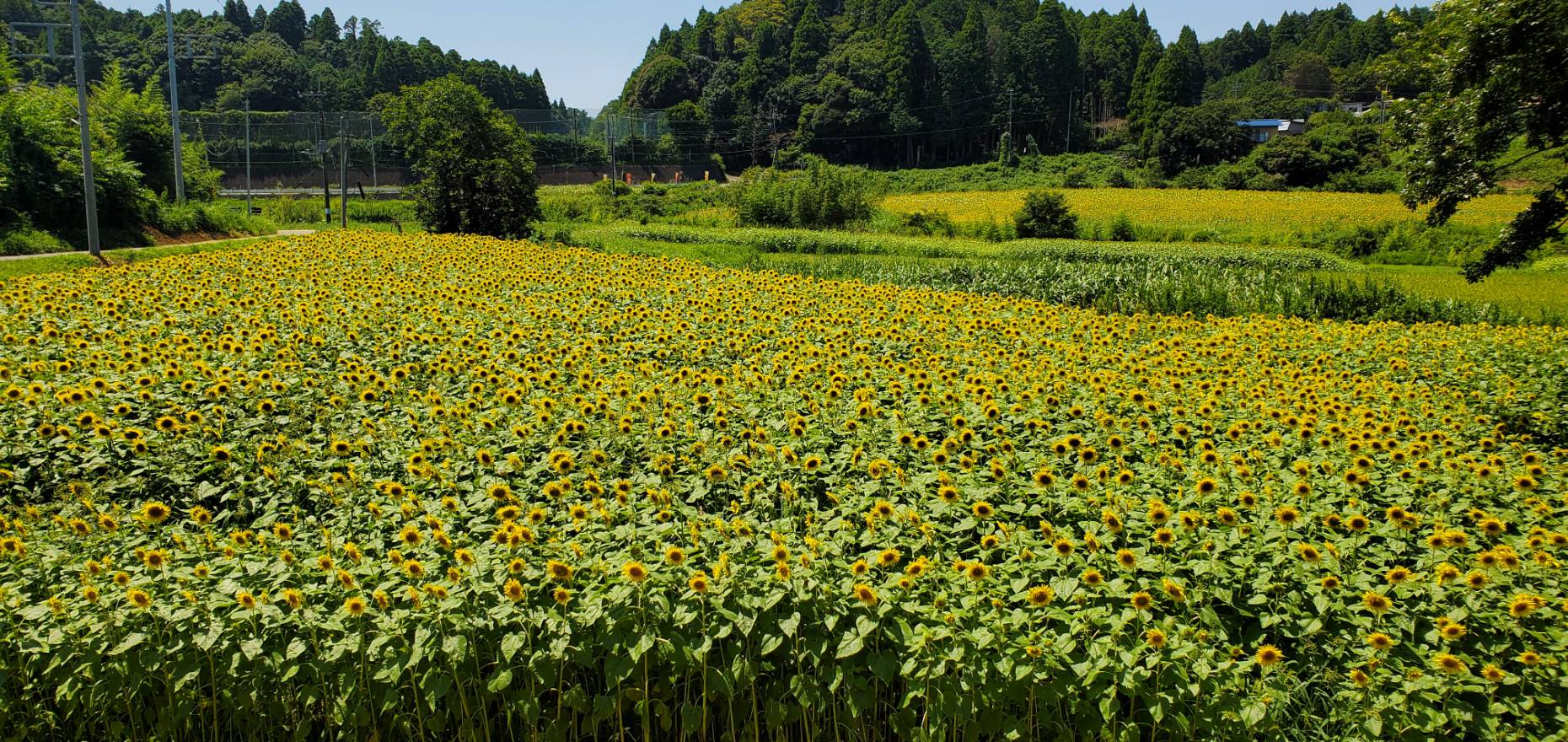 ～千葉の魅力～🌻🌻🌻ひまわり畑🌻🌻🌻