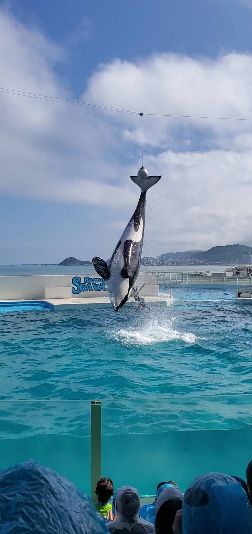～千葉の魅力～　🐬🐢🐳🐟鴨川シーワールド🐬🐳🐢🐟