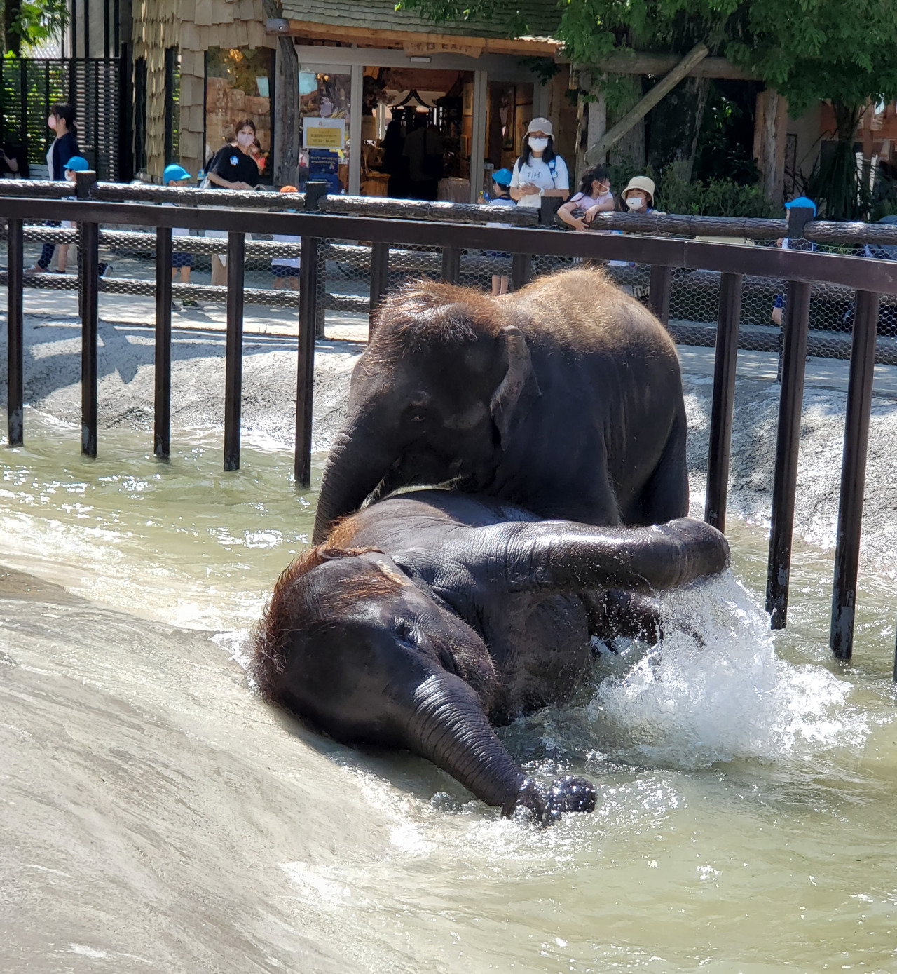 ★千葉の魅力★かわいい🐘とふれあえる場所