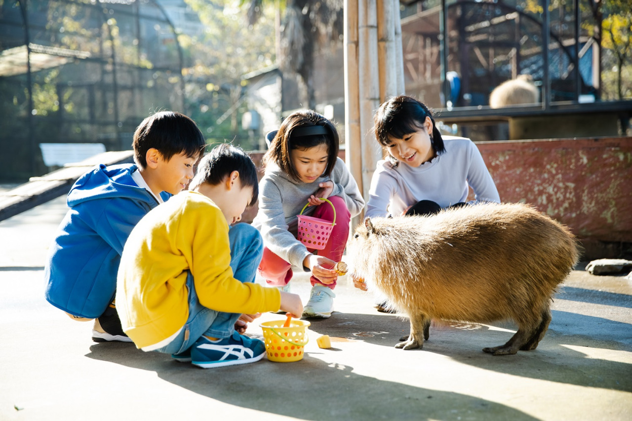 ★千葉の魅力★かわいい🐘とふれあえる場所