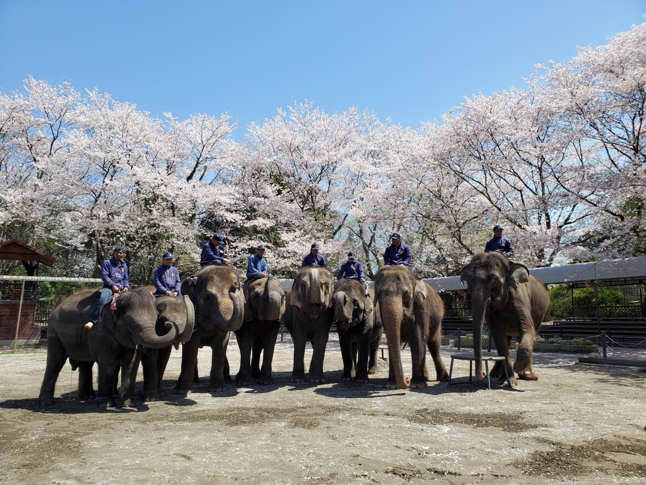 ★千葉の魅力★かわいい🐘とふれあえる場所