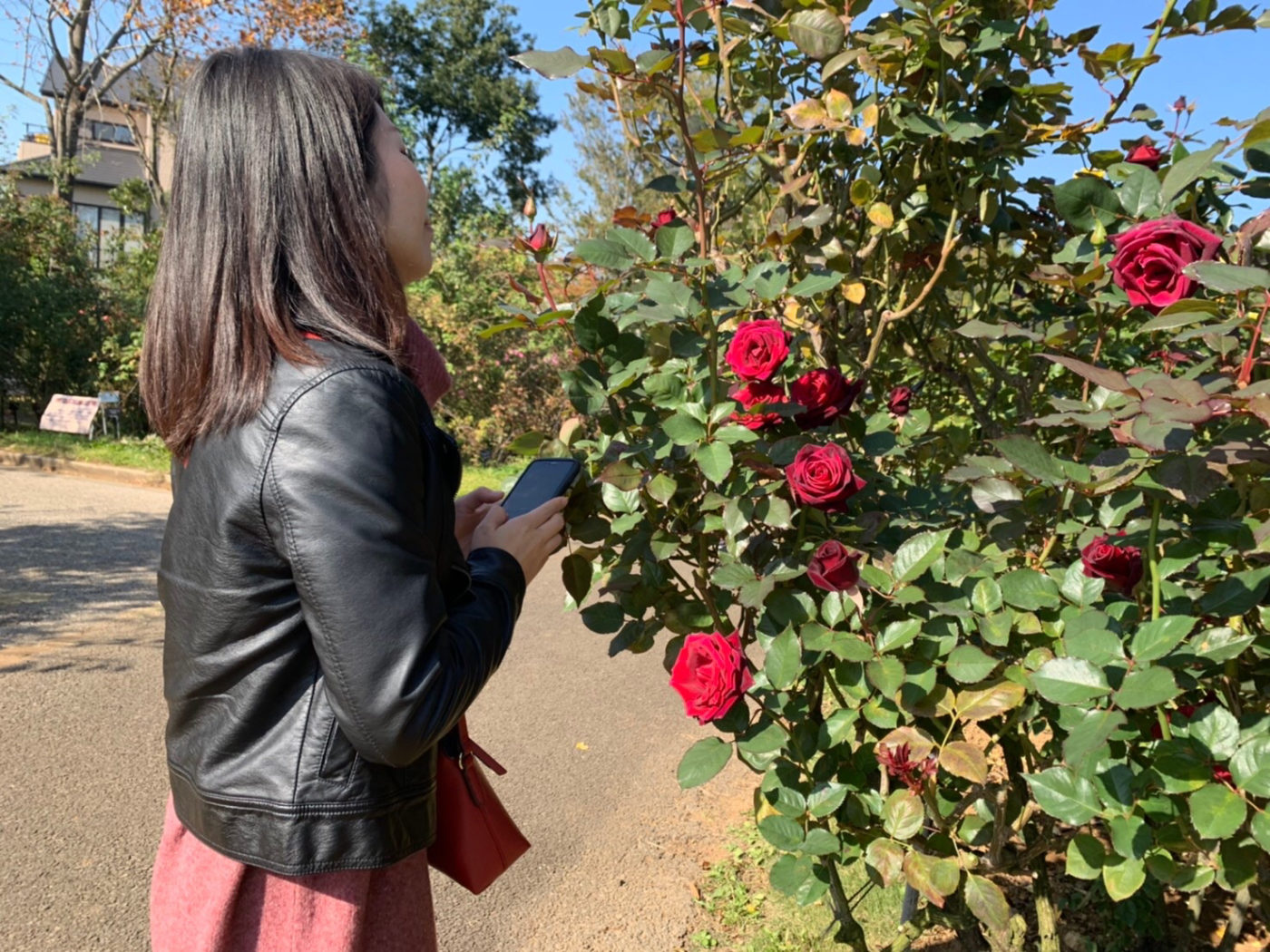 『京成バラ園』に行ってきました♪きれいなバラのお庭で、写真映え間違いナシ♡